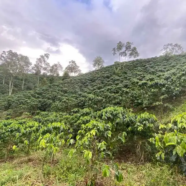 Guava Banana - Imagen 3