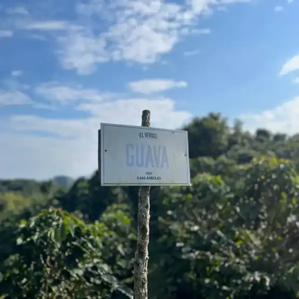 Guava Banana - Imagen 4