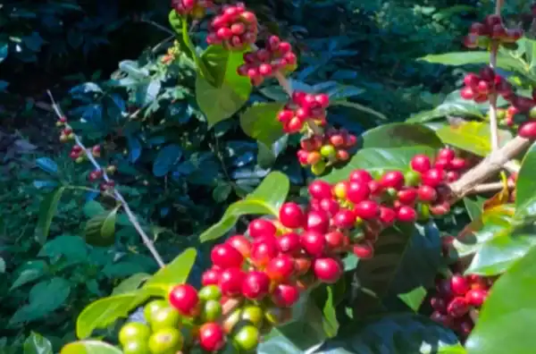 Finca Lorayne - Imagen 2