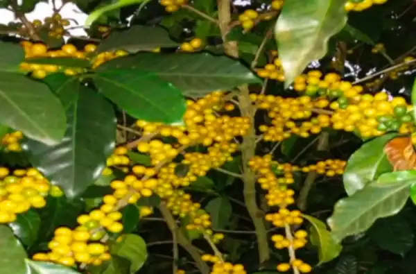 Finca Lorayne - Imagen 5
