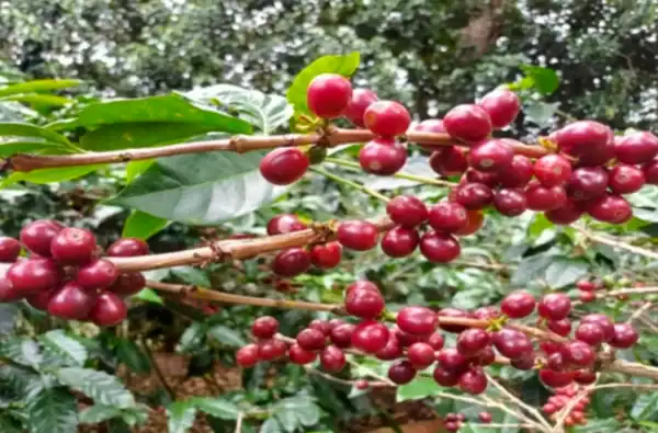 Finca Lorayne - Imagen 4