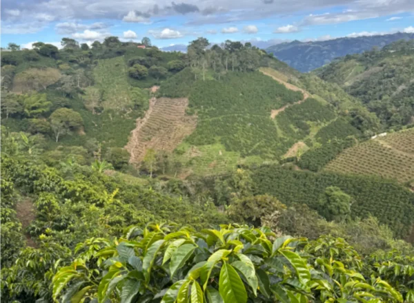Finca La Villa - Imagen 3
