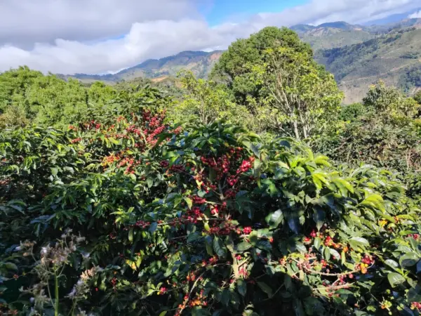 Monte Alto - Imagen 3